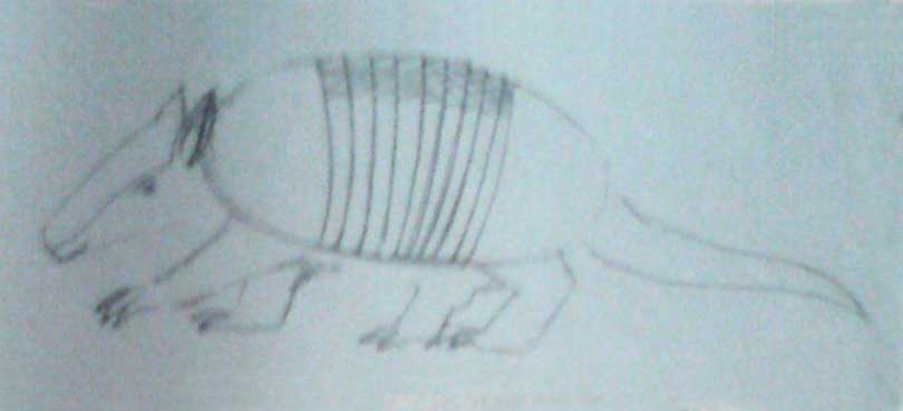 How to draw an armadillo